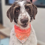 Parrish joined the competition — help win amazing prizes! dog, puppy, pet, portrait, close_up, scruffy, fluffy, brown_and_white, bandana, collar, long_ears, brown_eyes, nose, whiskers, sitting, indoor, home, blurred_background, adorable, cute