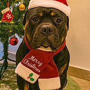 Titan participe au concours pour gagner de l'argent avec cette photo : animal, canine, celebration, christmas, christmas_hat, christmas_tree, cute, decorations, dog, festive, fur, green, holiday, holiday_season, indoor, ornaments, pet, portrait, red, scarf