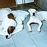 dog, white_dog, brown_patch, pet, indoor, floor, tile_floor, resting, lying_down, sheet, blanket, canine, animal, two_dogs, companion, relaxed, home, furniture, couch, domestic