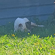 Perla participe au concours pour gagner de l'argent avec cette photo : dog, grass, outdoor, animal, pet, lying_down, white, black_patch, nature, sunlight, wall, relaxed, resting, canine, summer, greenery, daytime, side_view, quiet, peaceful