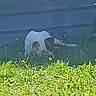 dog, grass, outdoor, animal, pet, lying_down, white, black_patch, nature, sunlight, wall, relaxed, resting, canine, summer, greenery, daytime, side_view, quiet, peaceful