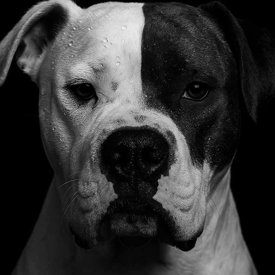 Perla