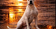 Natsuka participe au concours pour gagner de l'argent avec cette photo : animal, calm, canine, dog, evening, golden_light, muscular, nature, outdoor, puddle, quiet, rain, reflection, sitting, street, sunset, urban, water, wet_street, white_dog