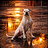 animal, calm, canine, dog, evening, golden_light, muscular, nature, outdoor, puddle, quiet, rain, reflection, sitting, street, sunset, urban, water, wet_street, white_dog
