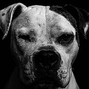 Natsuka participe au concours pour gagner de l'argent avec cette photo : dog, portrait, black_and_white, close_up, water_droplets, animal, pet, face, expression, studio_lighting, one_eye_closed, moody, intense, fur, snout, ears, dark_background, wet, canine, animal_portrait