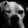 dog, portrait, black_and_white, close_up, water_droplets, animal, pet, face, expression, studio_lighting, one_eye_closed, moody, intense, fur, snout, ears, dark_background, wet, canine, animal_portrait