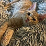 cat, kitten, orange_cat, tabby, pet, fluffy, blanket, relaxed, fur, whiskers, ears, cute, animal, domestic_cat, closeup, face, laying_down, cozy, soft_texture, indoor
