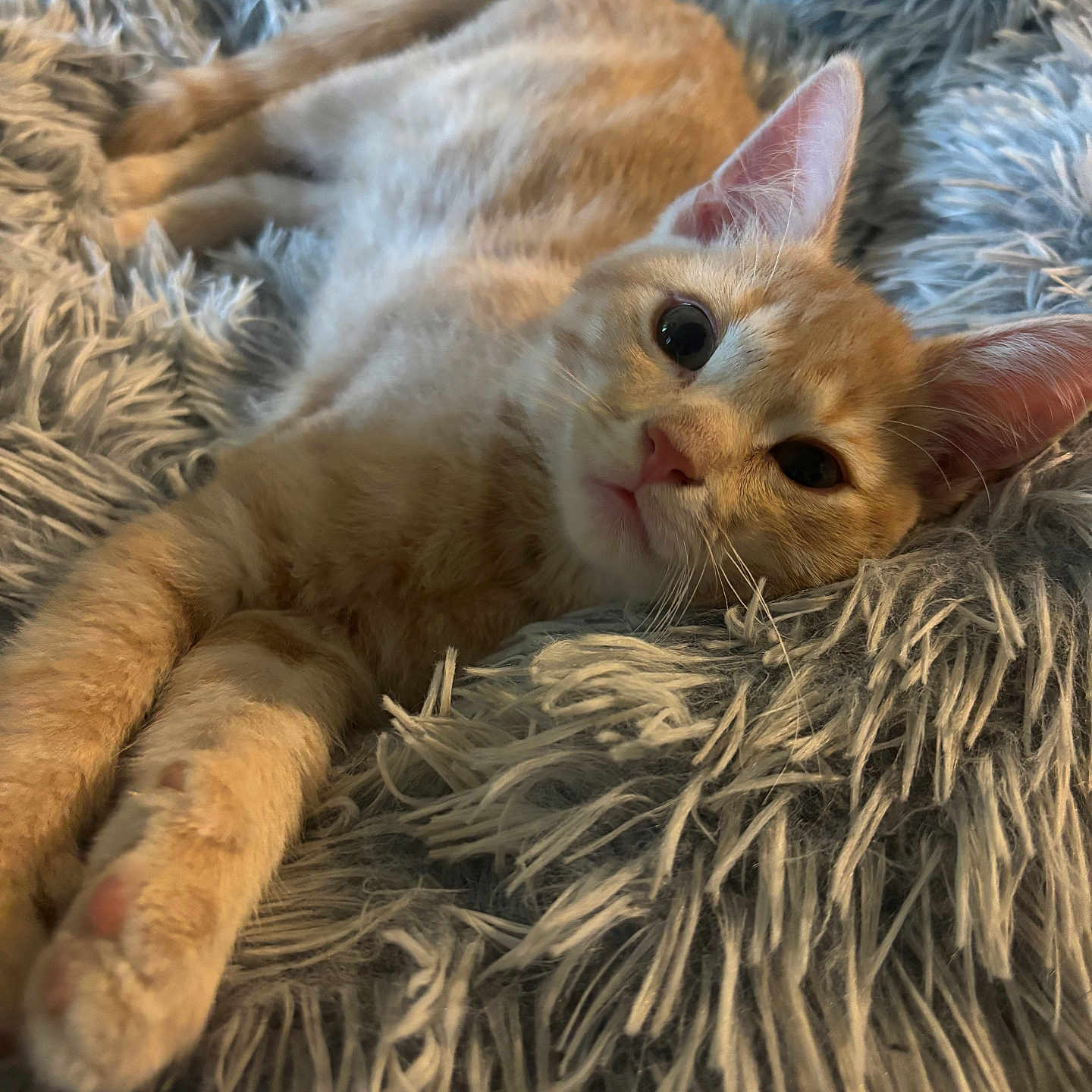 Kane joined the competition — help win amazing prizes! cat, kitten, orange_cat, tabby, pet, fluffy, blanket, relaxed, fur, whiskers, ears, cute, animal, domestic_cat, closeup, face, laying_down, cozy, soft_texture, indoor