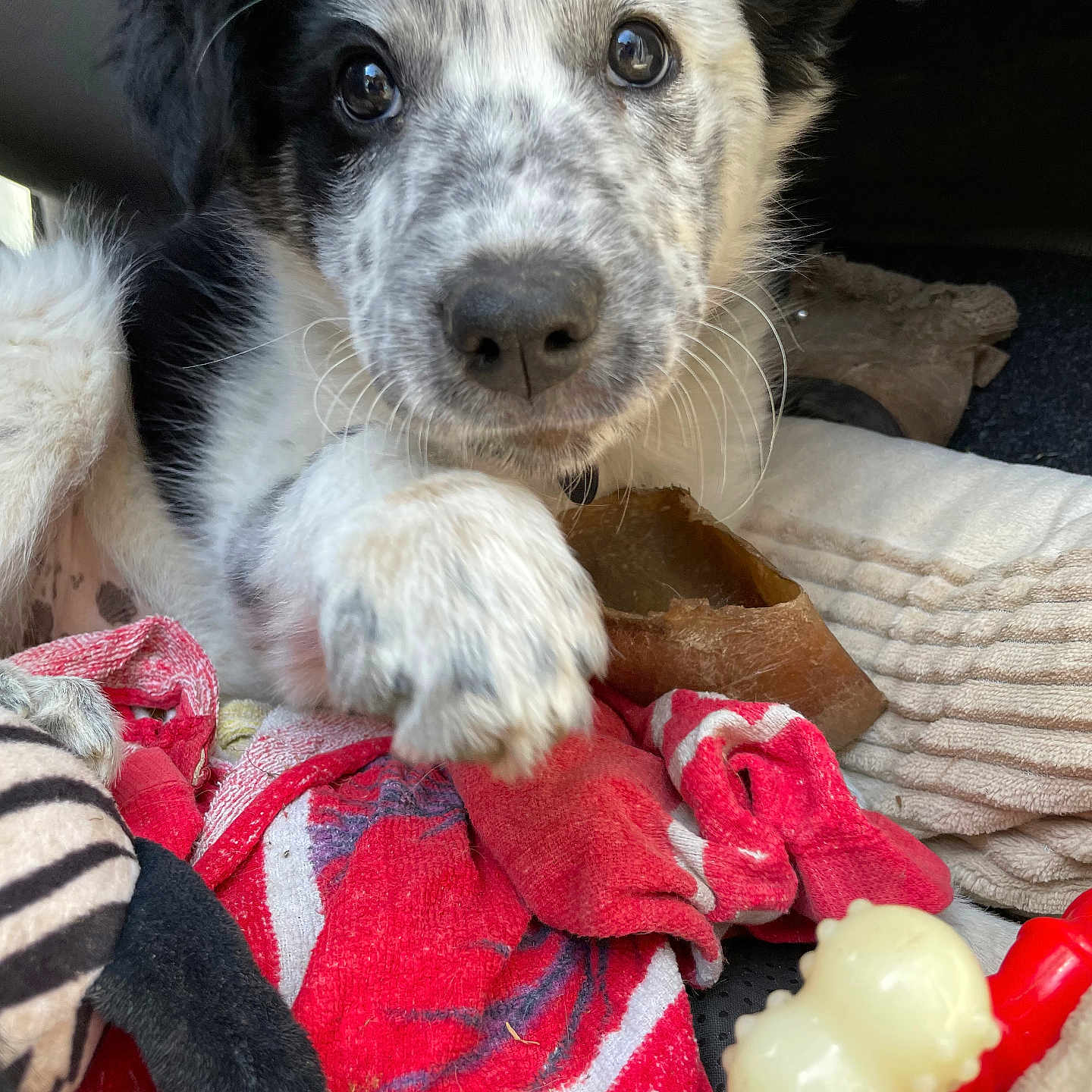 Aïko a rejoint le concours — aidez-le/la à gagner de superbes lots ! animal, black, blanket, close_up, cute, dog, fur, indoor, looking_at_camera, nose, paw, pet, playful, puppy, red, soft, toy, whiskers, white, young