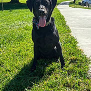 Yosemite joined the competition — help win amazing prizes! dog, black_dog, bow_tie, grass, sidewalk, park, sunny, outdoor, pet, animal, tongue_out, happy, canine, nature, greenery, daylight, collar, sitting, tree, shadow