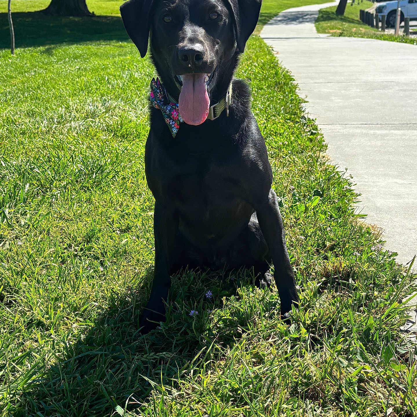 Yosemite joined the competition — help win amazing prizes! animal, black_dog, bow_tie, canine, collar, daylight, dog, grass, greenery, happy, nature, outdoor, park, pet, shadow, sidewalk, sitting, sunny, tongue_out, tree