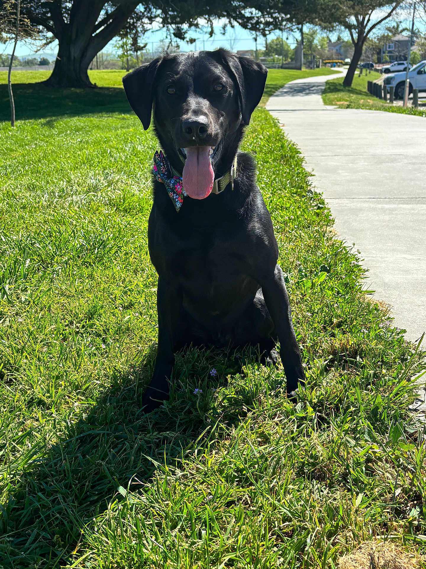 Yosemite joined the competition — help win amazing prizes! dog, black_dog, bow_tie, grass, sidewalk, park, sunny, outdoor, pet, animal, tongue_out, happy, canine, nature, greenery, daylight, collar, sitting, tree, shadow