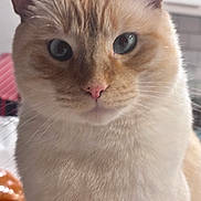 Oliver joined the competition — help win amazing prizes! cat, close_up, blue_eyes, pink_nose, whiskers, feline, indoor, soft_fur, portrait, cute, pet, animal, looking_at_camera, domestic_cat, ears, face, fluffy, mammal, fur, whisker