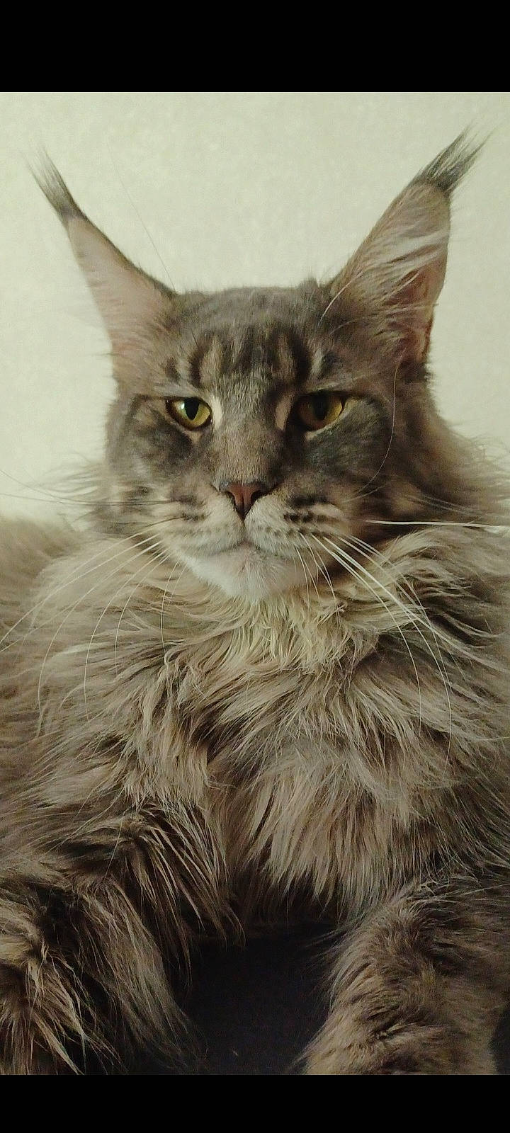 Oscar a rejoint le concours — aidez-le/la à gagner de superbes lots ! carnivore, cat, claw, felidae, fur, iris, maine_coon, paw, small_to_medium_sized_cats, snout, terrestrial_animal, whiskers, window