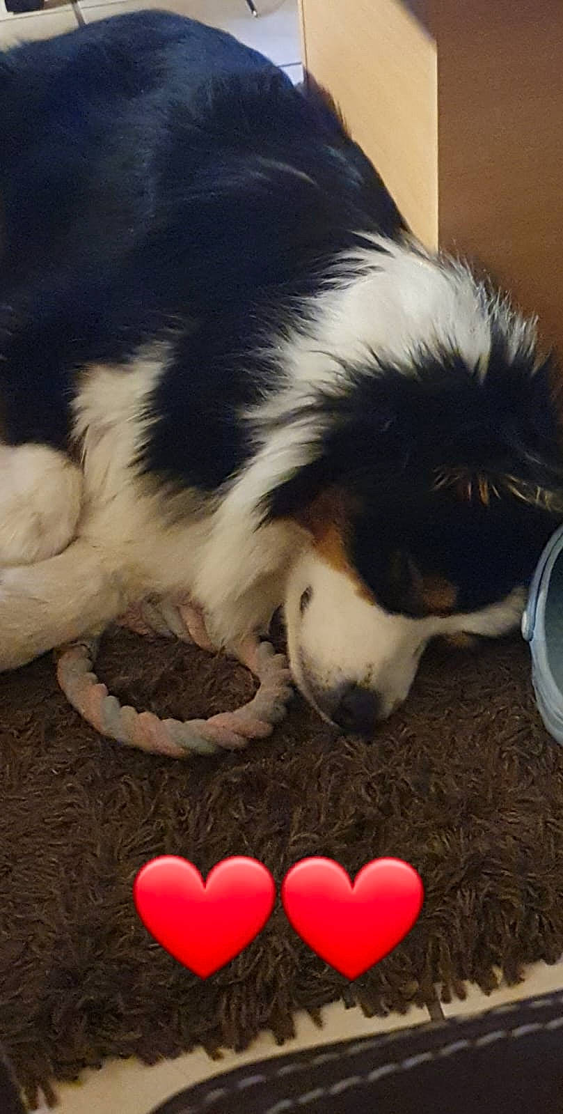 Sven participe au concours pour gagner de l'argent avec cette photo : bernese_mountain_dog, carmine, carnivore, cat_supply, companion_dog, dog, dog_breed, felidae, fur, herding_dog, organ, paw, petal, recipe, small_to_medium_sized_cats, snout, sporting_group, tail, vertebrate, whiskers