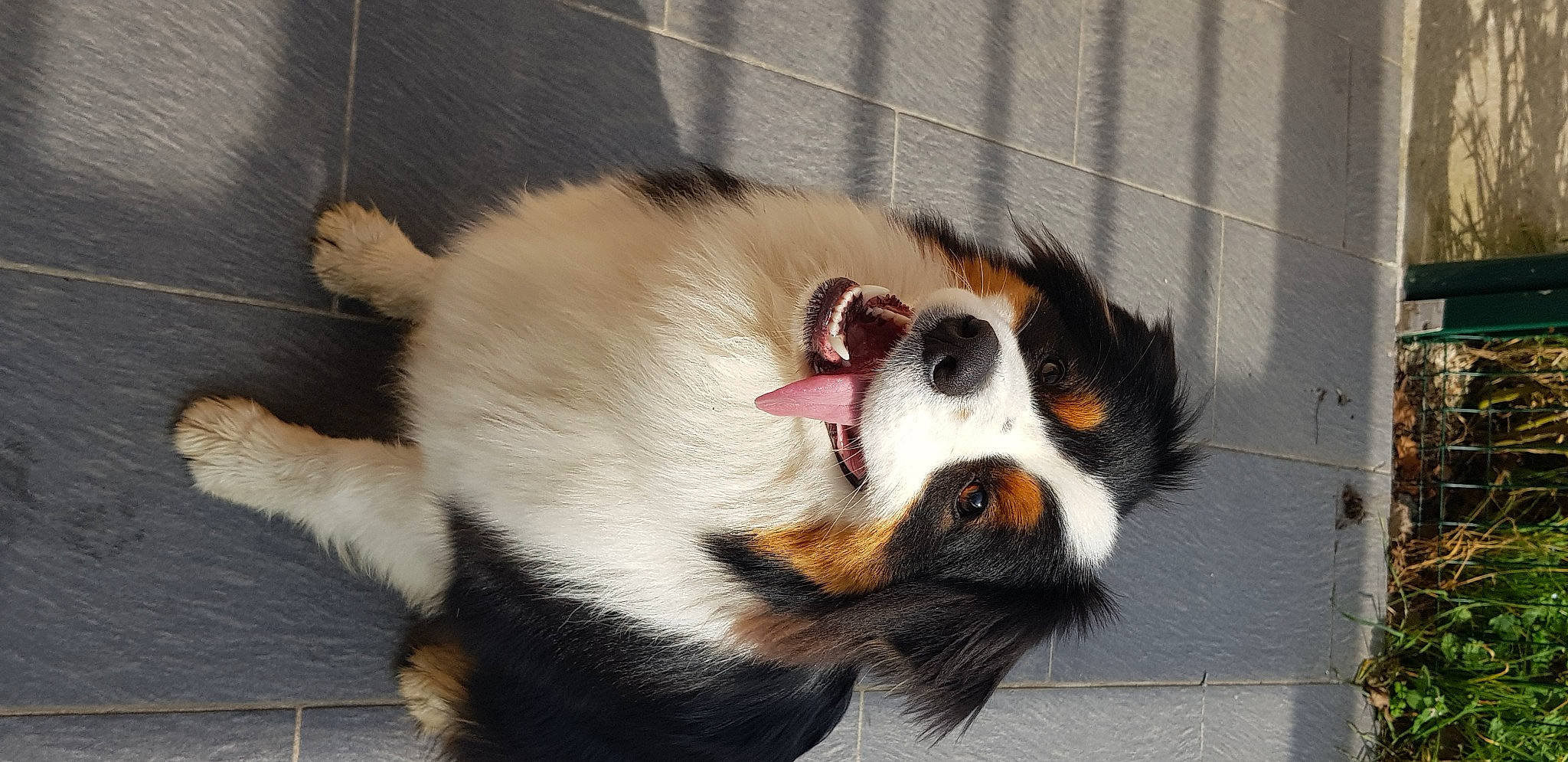 Sven participe au concours pour gagner de l'argent avec cette photo : animal_shelter, canidae, carnivore, claw, companion_dog, dog, dog_breed, dog_supply, fur, paw, pet_supply, service, snout, sporting_group, tail, terrestrial_animal, whiskers, working_dog