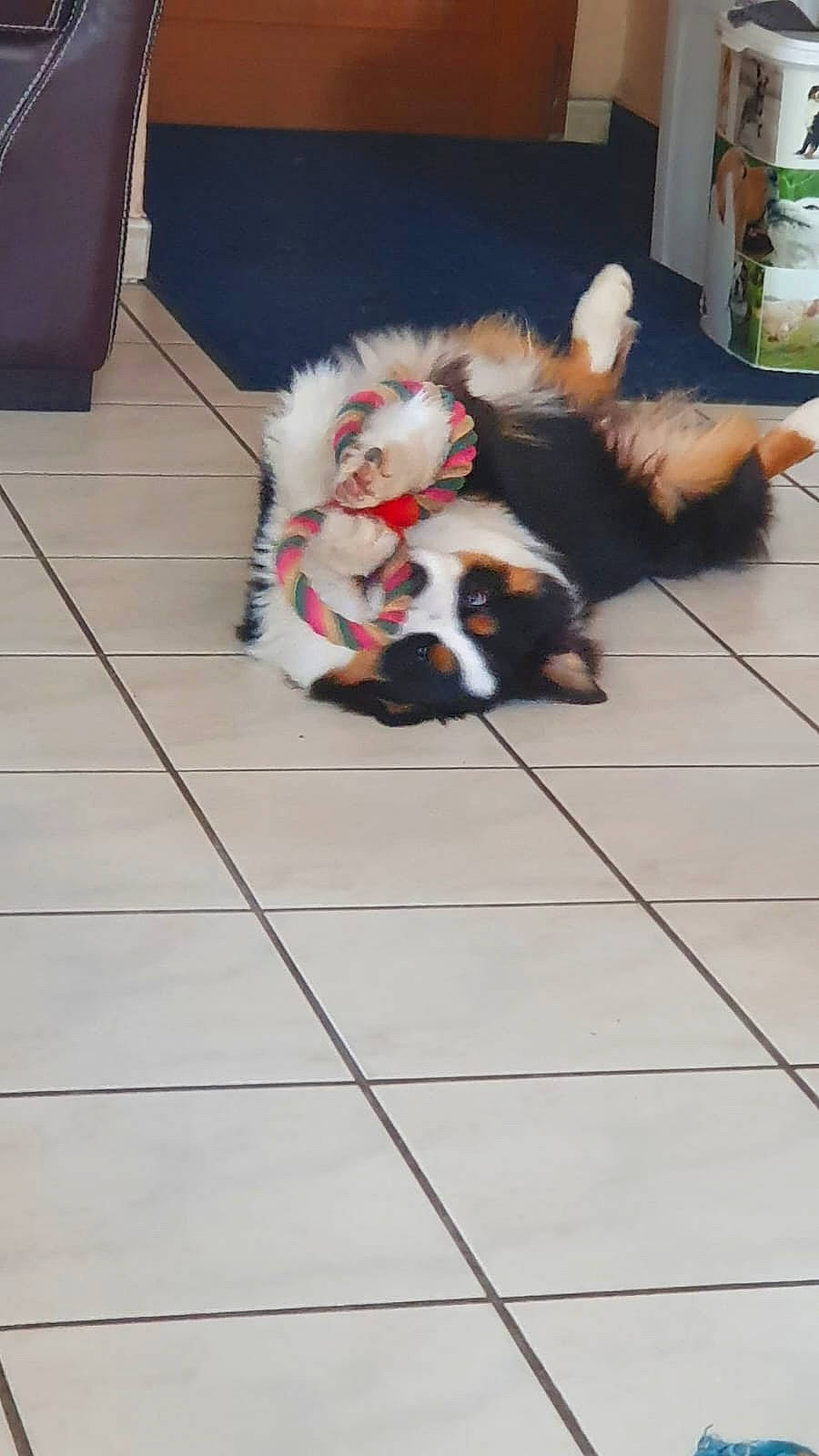 Sven a rejoint le concours — aidez-le/la à gagner de superbes lots ! canidae, carnivore, companion_dog, dog, dog_bed, dog_breed, dog_supply, fawn, floor, flooring, fur, hardwood, herding_dog, paw, snout, sporting_group, tail, tile_flooring, toy_dog, working_animal