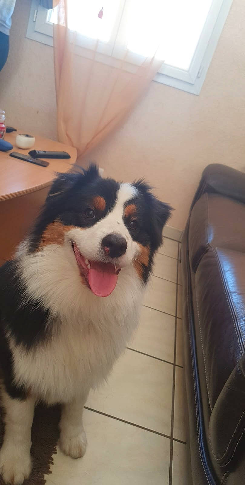 Sven a rejoint le concours — aidez-le/la à gagner de superbes lots ! border_collie, canidae, carnivore, collar, companion_dog, dog, dog_breed, door, fur, herding_dog, plant, snout, sporting_group, whiskers, window, working_animal, working_dog