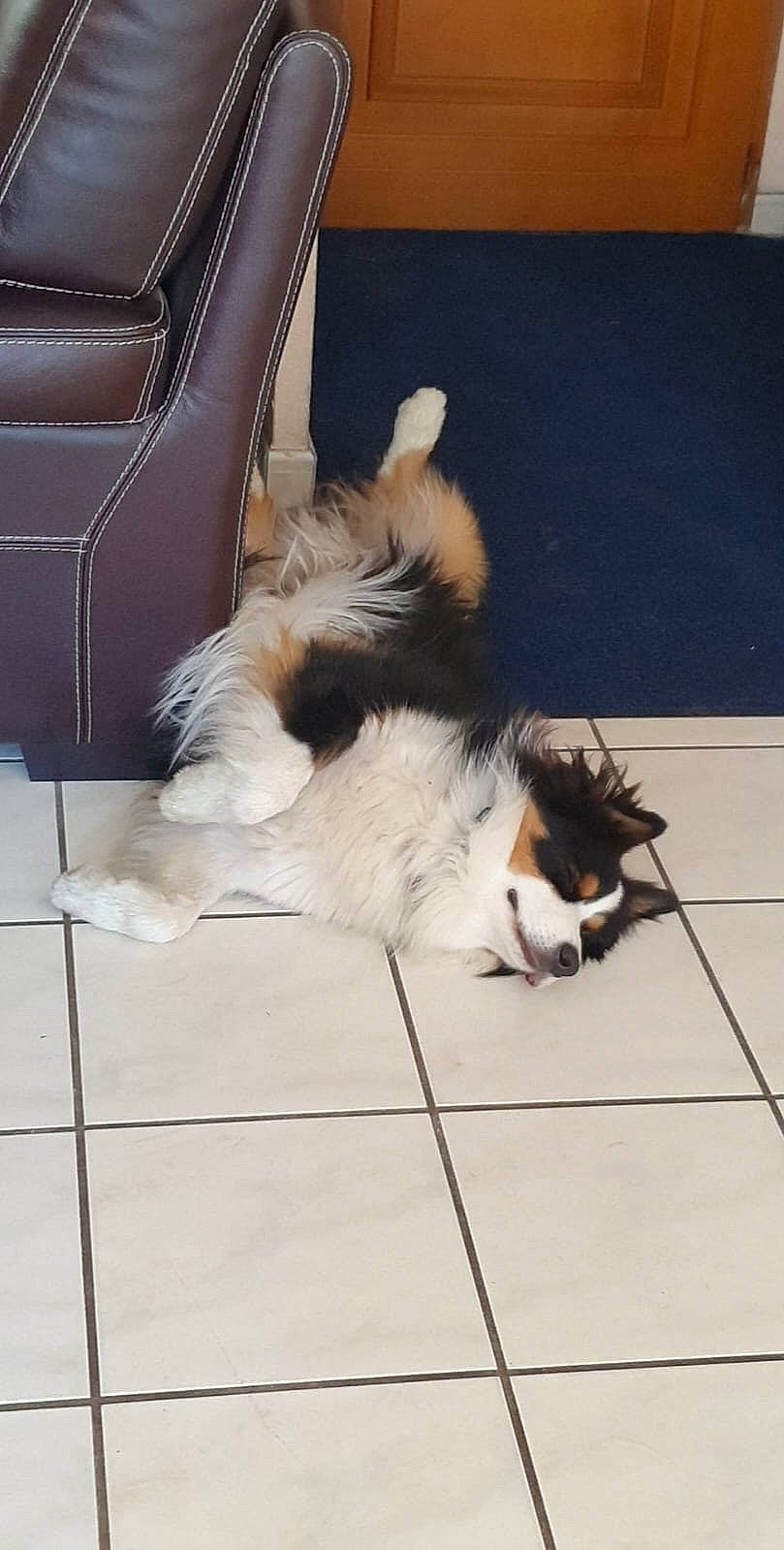 Sven participe au concours pour gagner de l'argent avec cette photo : carnivore, comfort, companion_dog, dog, dog_breed, fawn, felidae, floor, flooring, foot, fur, hardwood, human_leg, paw, small_to_medium_sized_cats, snout, sporting_group, tail, whiskers, wood