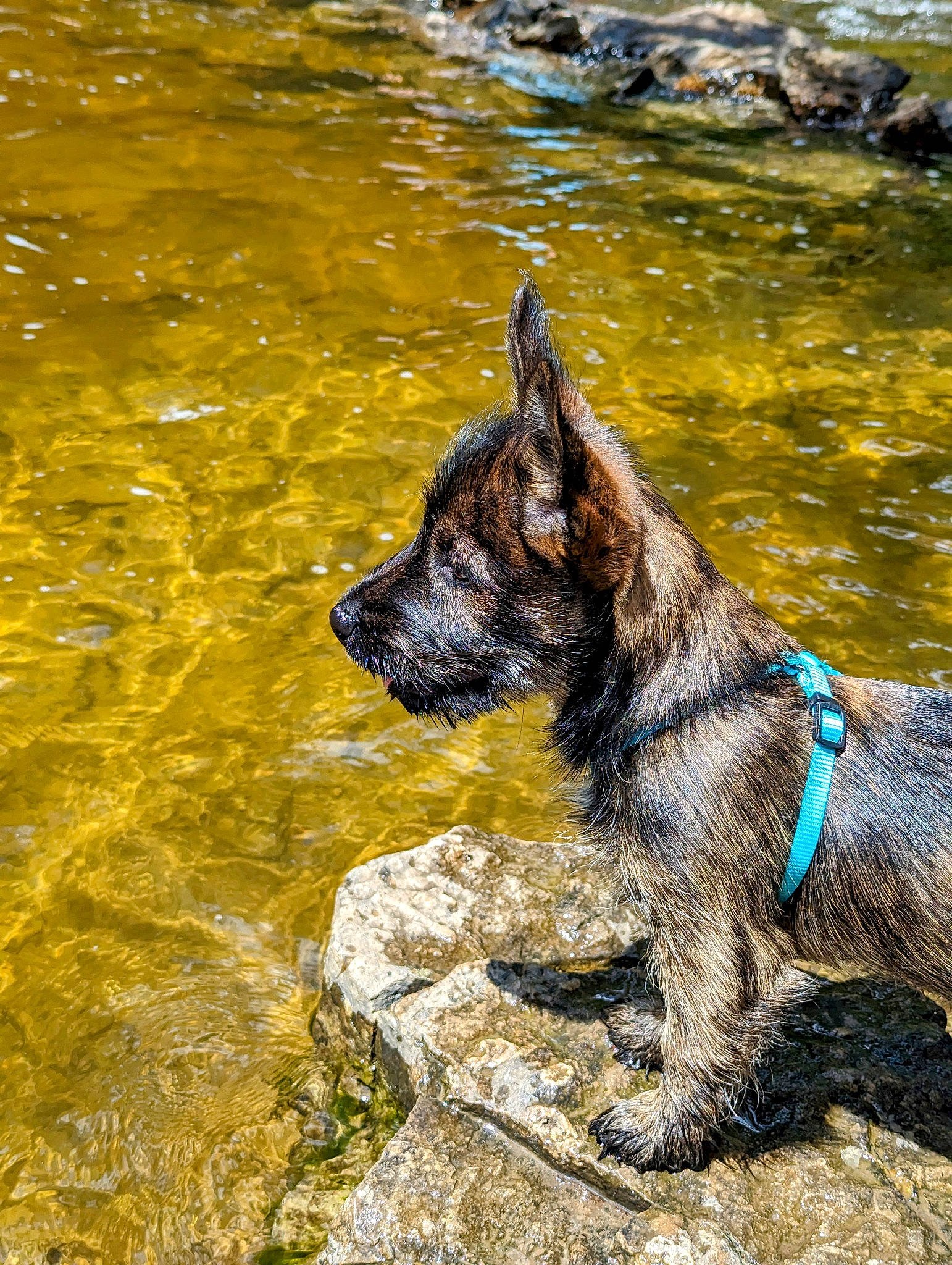 Gypsy joined the competition — help win amazing prizes! art, australian_cattle_dog, canidae, carnivore, collar, dog, dog_breed, east_european_shepherd, fawn, grass, guard_dog, herding_dog, lake, rock, snout, sporting_group, tail, water, working_animal, working_dog