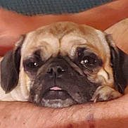 Daisy Mae is registered to the contest to win money with this photo: dog, pug, pet, close_up, resting, tongue_out, animal, cute, face, fur, ears, snout, domestic_animal, person_arm, skin, indoor, relaxing, companion, friendship, cute_pet