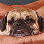 dog, pug, pet, close_up, resting, tongue_out, animal, cute, face, fur, ears, snout, domestic_animal, person_arm, skin, indoor, relaxing, companion, friendship, cute_pet
