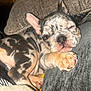 Maple Rose is registered to the contest to win money with this photo: puppy, dog, spotted, sleeping, resting, paw, face, blanket, cushion, cozy, indoors, cute, closeup, fur, ears, pet, animal, snuggled, relaxed, young