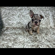 Maple Rose joined the competition — help win amazing prizes! puppy, french_bulldog, dog, pet, cute, small, spotted_coat, fluffy_rug, indoor, young, animal, sitting, curious, ears, fur, texture, domestic_animal, adorable, companion, portrait