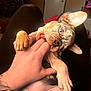Maple Rose is registered to the contest to win money with this photo: puppy, dog, hand, playing, bite, lap, tattoo, blue_eyes, pet, cute, indoor, person, fingers, paw, relaxing, skin, animal, domestic, young, closeup