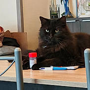 Tout Noir a rejoint le concours — aidez-le/la à gagner de superbes lots ! black_cat, cat, fluffy, pet, table, pen, notebook, container, red_lid, wooden_table, indoor, decor, statue, angel_statue, framed_photos, furniture, relaxing, looking, animal, close_up