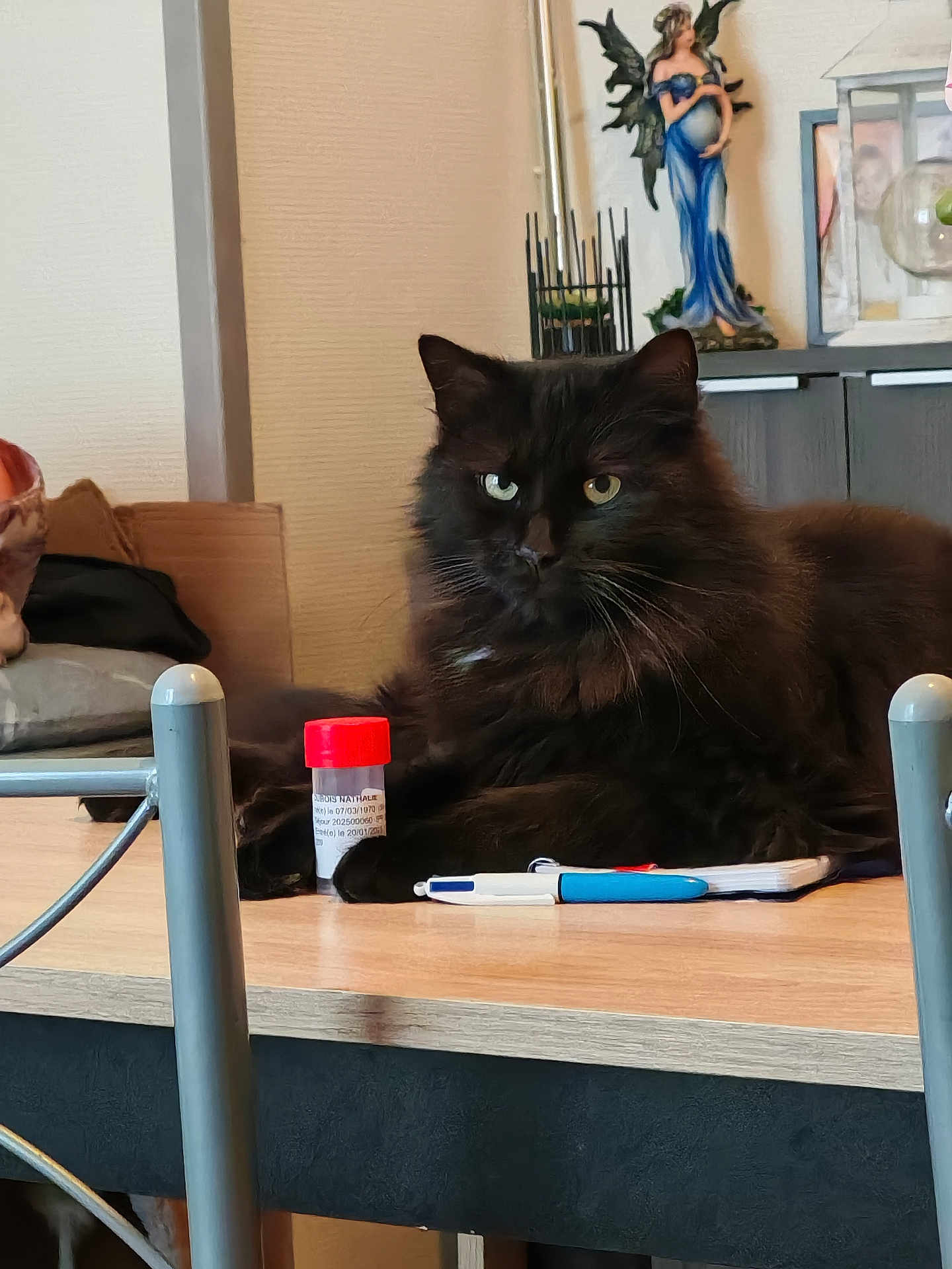 Tout Noir a rejoint le concours — aidez-le/la à gagner de superbes lots ! black_cat, cat, fluffy, pet, table, pen, notebook, container, red_lid, wooden_table, indoor, decor, statue, angel_statue, framed_photos, furniture, relaxing, looking, animal, close_up