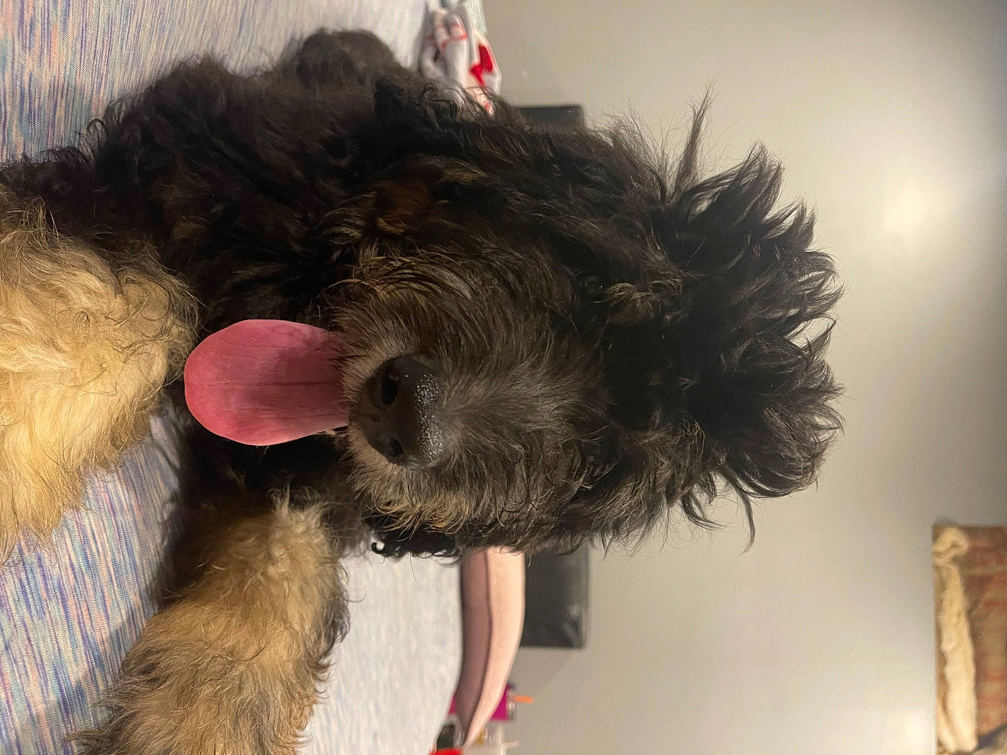 Leroy joined the competition — help win amazing prizes! canidae, carnivore, collar, companion_dog, dog, dog_breed, ear, foot, fur, liver, natural_material, pet_supply, sporting_group, tail, terrier, water_dog, working_animal