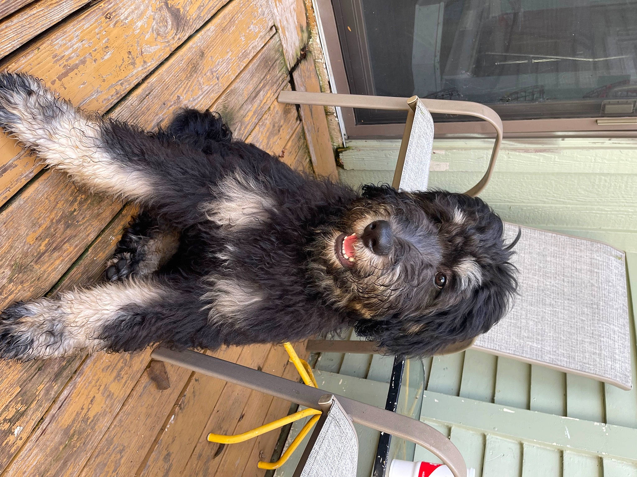 Leroy is registered to the contest to win money with this photo: canidae, carnivore, collar, companion_dog, dog, dog_breed, foot, fur, gas, hardwood, natural_material, snout, sporting_group, tail, wood, working_animal, working_dog