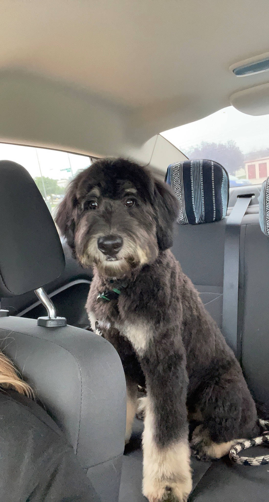 Leroy is registered to the contest to win money with this photo: auto_part, automotive_design, automotive_mirror, canidae, car, car_seat, car_seat_cover, carnivore, comfort, companion_dog, dog, dog_breed, head_restraint, motor_vehicle, personal_luxury_car, snout, sporting_group, vehicle, vehicle_door, window