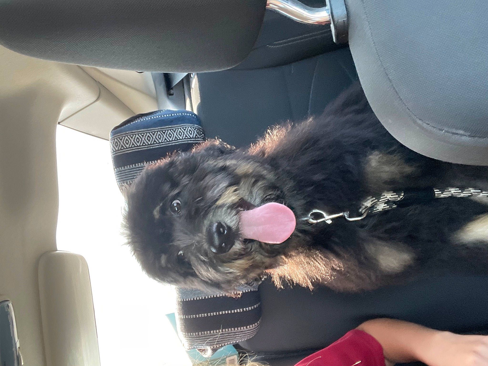 Leroy joined the competition — help win amazing prizes! auto_part, automotive_exterior, automotive_lighting, automotive_tire, car, car_seat, car_seat_cover, carnivore, collar, comfort, companion_dog, dog, dog_breed, dog_collar, head_restraint, motor_vehicle, snout, steering_wheel, vehicle, vehicle_door