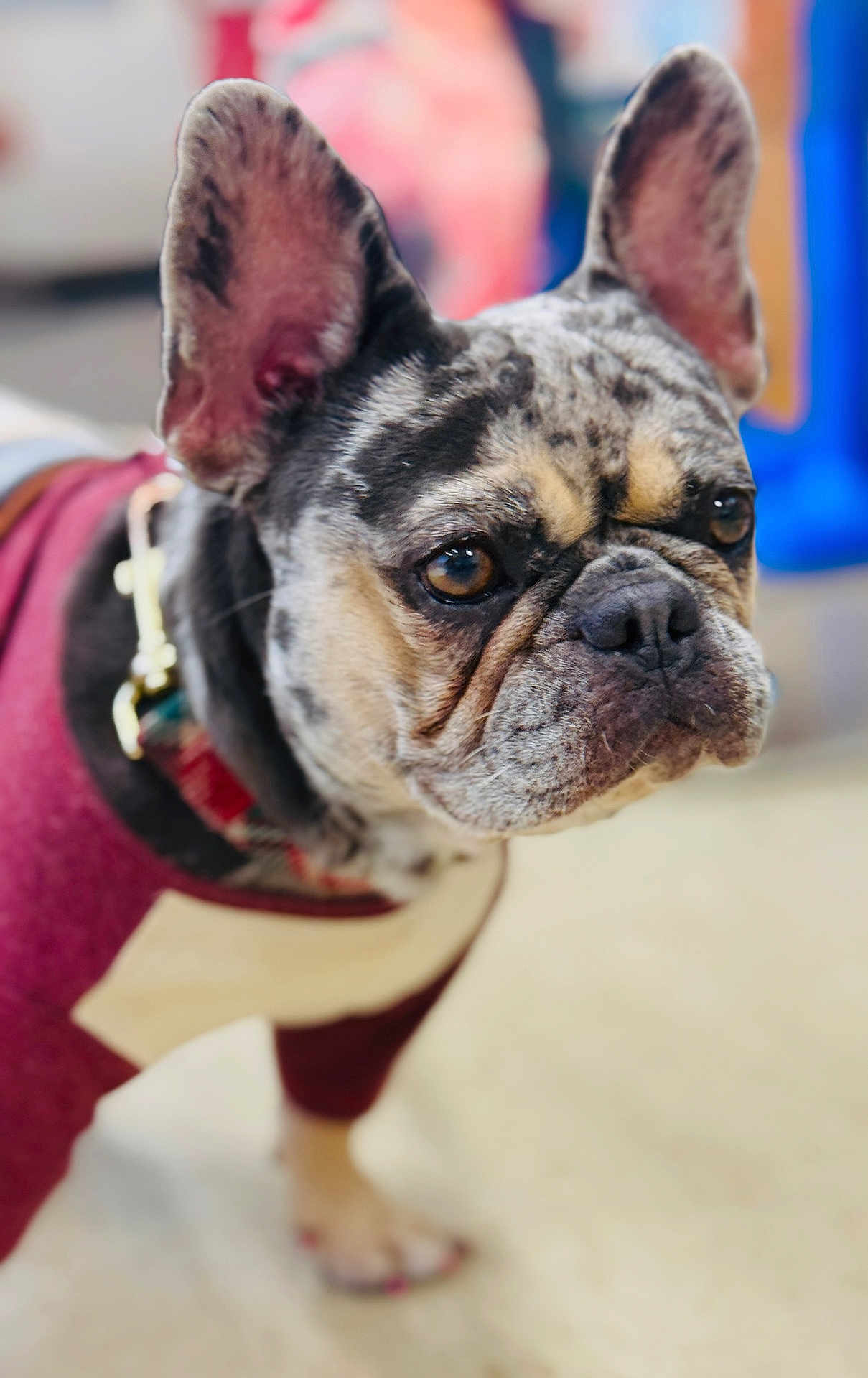 Roxie joined the competition — help win amazing prizes! dog, french_bulldog, pet, close_up, sweater, brown_eyes, ears, wrinkles, indoor, blurred_background, canine, animal, companion, portrait, cute, fur, muzzle, collar, focused, standing