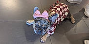 Roxie joined the competition — help win amazing prizes! dog, french_bulldog, bow, pink_bow, nail_polish, clothing, checkered_pattern, floor, tile_floor, pet_fashion, pet_accessory, paws, ears, snout, leash, shoes, sneakers, casual, indoor, cute