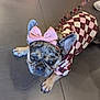 dog, french_bulldog, bow, pink_bow, nail_polish, clothing, checkered_pattern, floor, tile_floor, pet_fashion, pet_accessory, paws, ears, snout, leash, shoes, sneakers, casual, indoor, cute