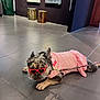 Roxie joined the competition — help win amazing prizes! dog, french_bulldog, sunglasses, pink_dress, leash, indoor, tiled_floor, art_gallery, modern_art, pet_fashion, resting, canine, animal, floor, cool, accessory, heart_shaped_glasses, relaxed, stylish, portrait