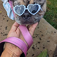 Roxie joined the competition — help win amazing prizes! dog, brindle, sunglasses, heart_shaped, leash, hand, outdoor, grass, concrete, pet, canine, pink, accessory, close_up, animal, cute, relaxed, summer, portrait, fashion