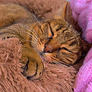 Cookie a rejoint le concours — aidez-le/la à gagner de superbes lots ! cat, tabby, sleeping, cozy, fluffy_bed, pink_blanket, pet, whiskers, fur, indoor, resting, relaxation, cute, animal, closeup, nap, soft_texture, comfort, domestic_cat, peaceful