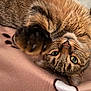 Cookie a rejoint le concours — aidez-le/la à gagner de superbes lots ! cat, tabby, paw, blanket, close_up, fur, whiskers, curious, playful, indoor, pet, animal, cute, domestic_cat, reaching, cozy, soft, sleeping, relaxed, bed