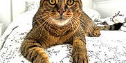 Cookie a rejoint le concours — aidez-le/la à gagner de superbes lots ! cat, tabby_cat, pet, animal, feline, bed, bedding, white, floral_pattern, paw, whiskers, indoor, cute, closeup, resting, looking, fur, ears, eyes, relaxed