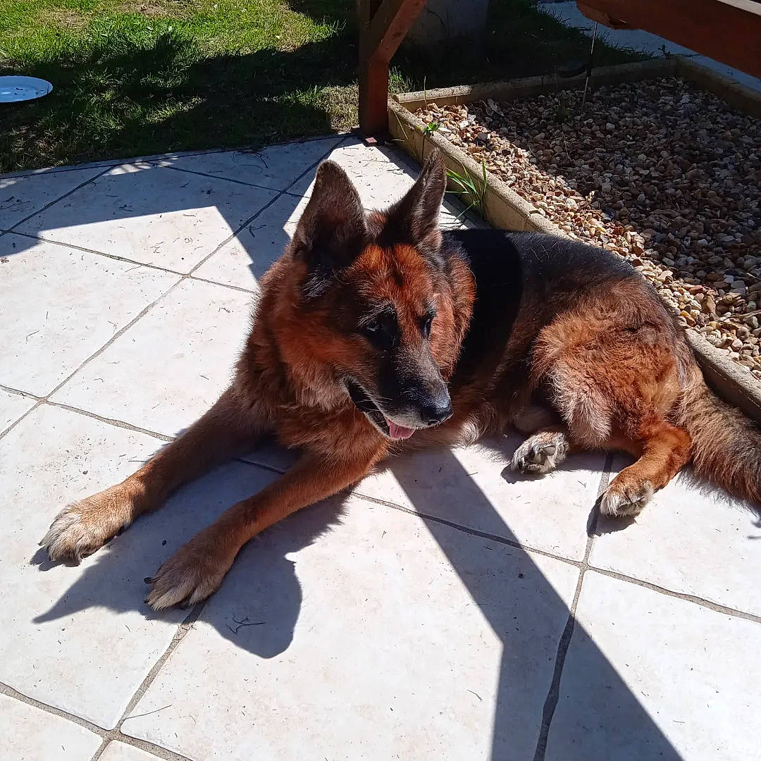 Hasko a rejoint le concours — aidez-le/la à gagner de superbes lots ! canidae, carnivore, collar, companion_dog, dog, dog_breed, east_european_shepherd, fawn, fur, german_shepherd_dog, herding_dog, king_shepherd, old_german_shepherd_dog, plant, road_surface, sporting_group, tail, terrestrial_animal, working_animal, working_dog