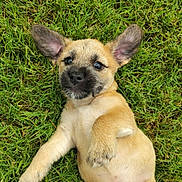 Nugget is registered to the contest to win money with this photo: puppy, dog, grass, outdoor, cute, pet, animal, lying_down, ears, fur, playful, young, mammal, nature, adorable, relaxed, small, paw, canine, looking_up