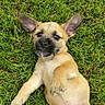 puppy, dog, grass, outdoor, cute, pet, animal, lying_down, ears, fur, playful, young, mammal, nature, adorable, relaxed, small, paw, canine, looking_up