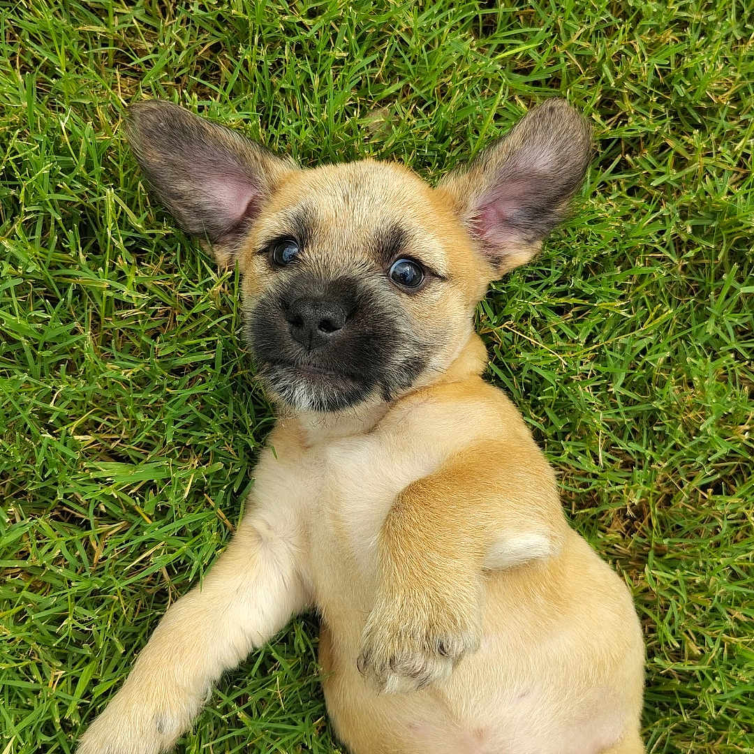 Nugget is registered to the contest to win money with this photo: puppy, dog, grass, outdoor, cute, pet, animal, lying_down, ears, fur, playful, young, mammal, nature, adorable, relaxed, small, paw, canine, looking_up