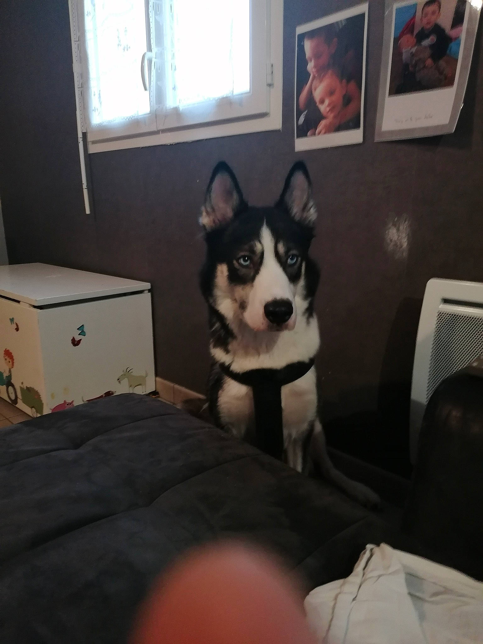 Akela participe au concours pour gagner de l'argent avec cette photo : box, cabinetry, canidae, carnivore, carton, chair, comfort, companion_dog, couch, dog, dog_breed, drawer, picture_frame, shipping_box, snout, sporting_group, vertebrate, whiskers, window, working_animal