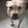 dog, canine, pet, portrait, close_up, tan_fur, pitbull_type, eyes, nose, paws, ears, standing, indoor, hardwood_floor, fur, curious, looking_at_camera, whiskers, domestic_animal, companion