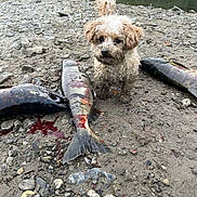 Little Pittle joined the competition — help win amazing prizes! adventure, animal, catch, curly_fur, dog, fish, fresh_catch, gravel, mud, muddy, nature, outdoor, pet, river, riverbank, rocks, small_dog, water, wet, wildlife